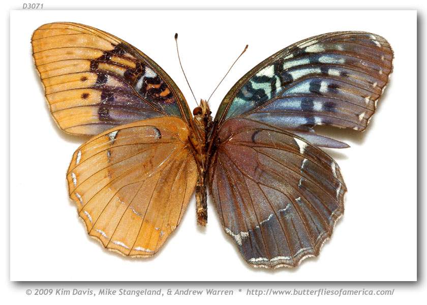 Speyeria diana (gynandromorph, verso, Wyoming Co., WV, Pinnacle Creek, 7-12-1978) (Internet Image property of respective owner, non-commercial use only)